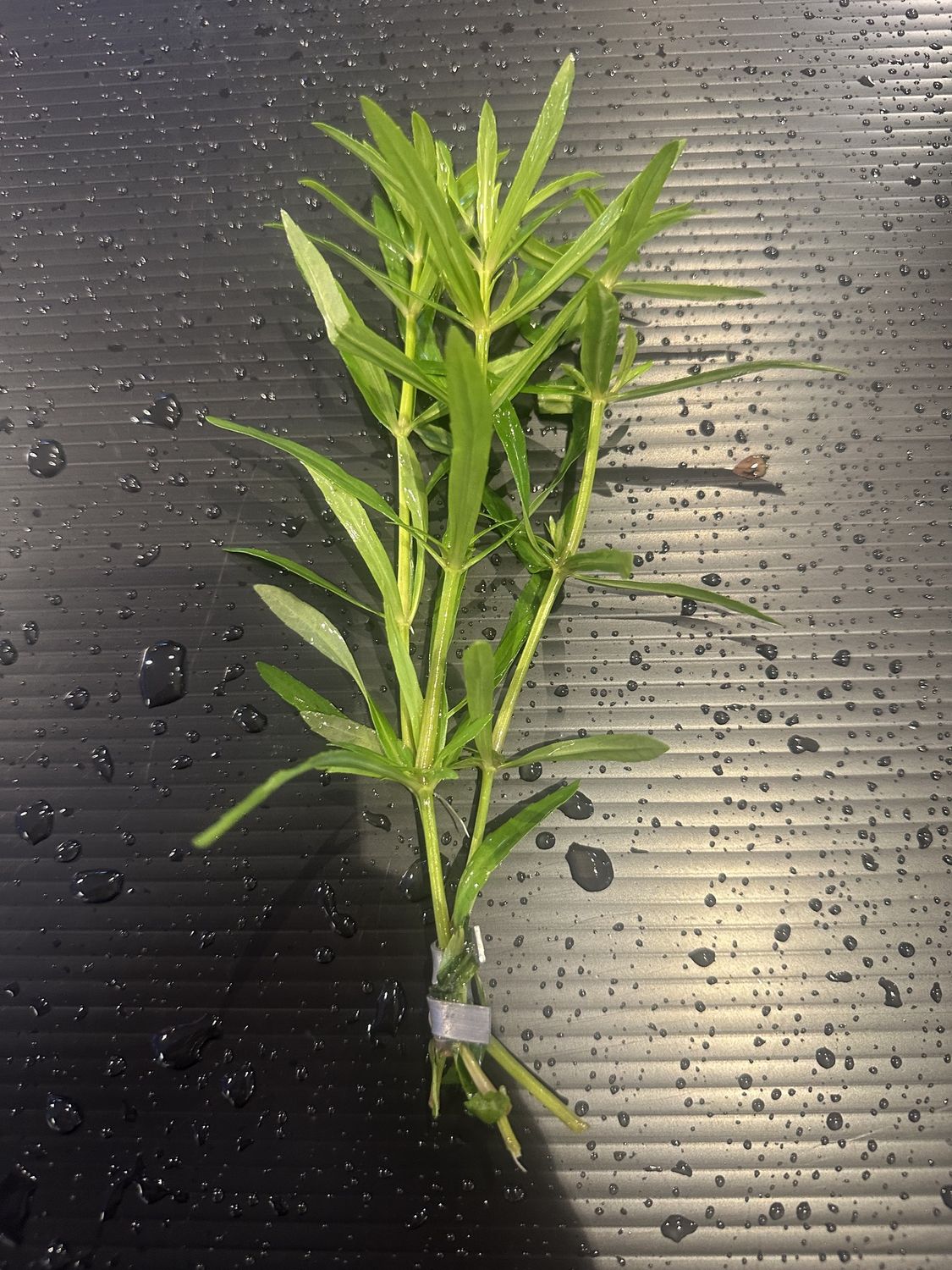 Pogostemon stellatus narrowleaf