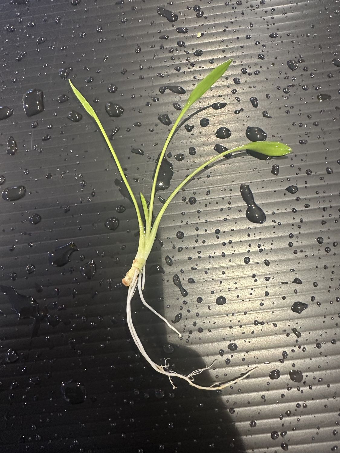 Cryptocoryne parva
