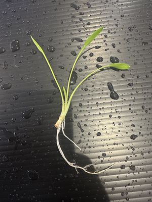 Cryptocoryne parva
