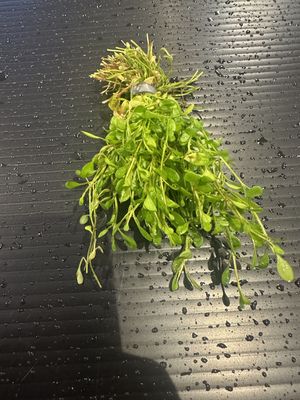 Glossostigma elatinoides