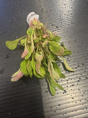 Alternanthera bettzickiana red