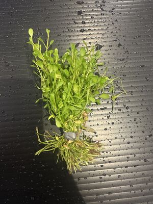 Glossostigma elatinoides