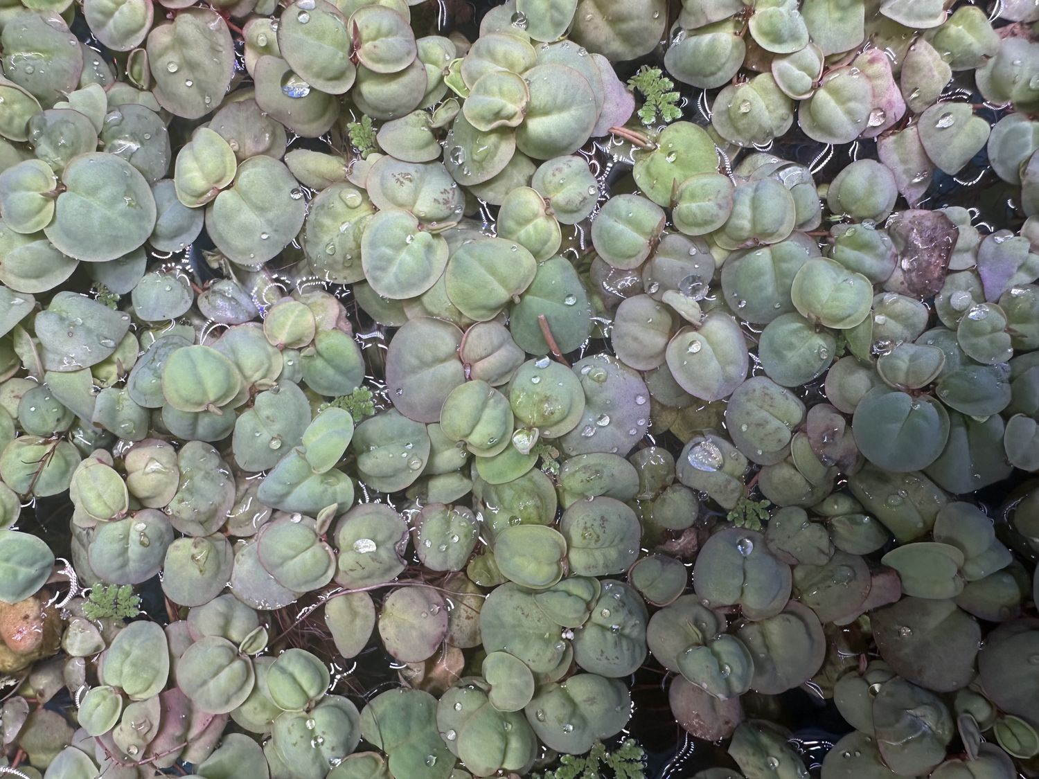 Red Root Floater portion