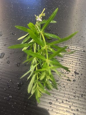 Pogostemon stellatus narrowleaf