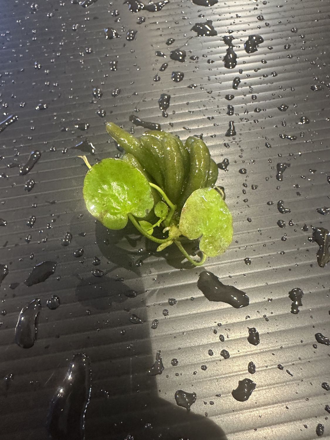 Nymphiodes aquatics banana plant