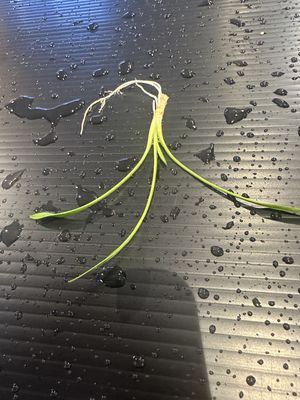 Cryptocoryne parva