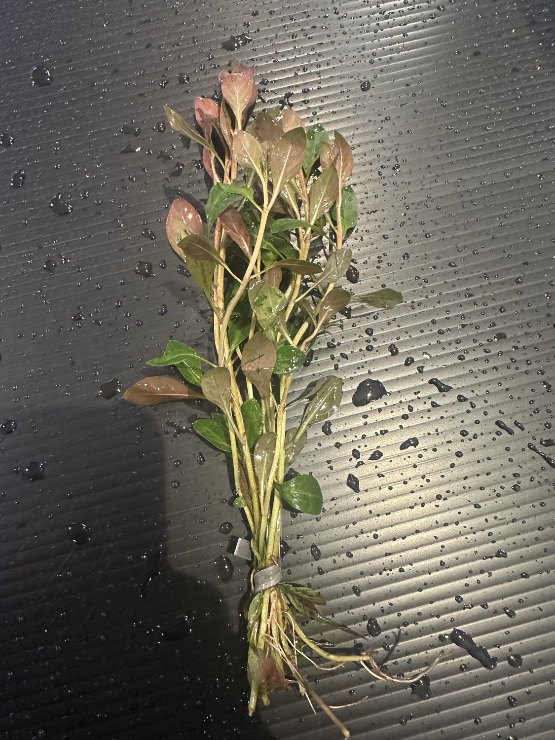 Ludwigia Dark Red