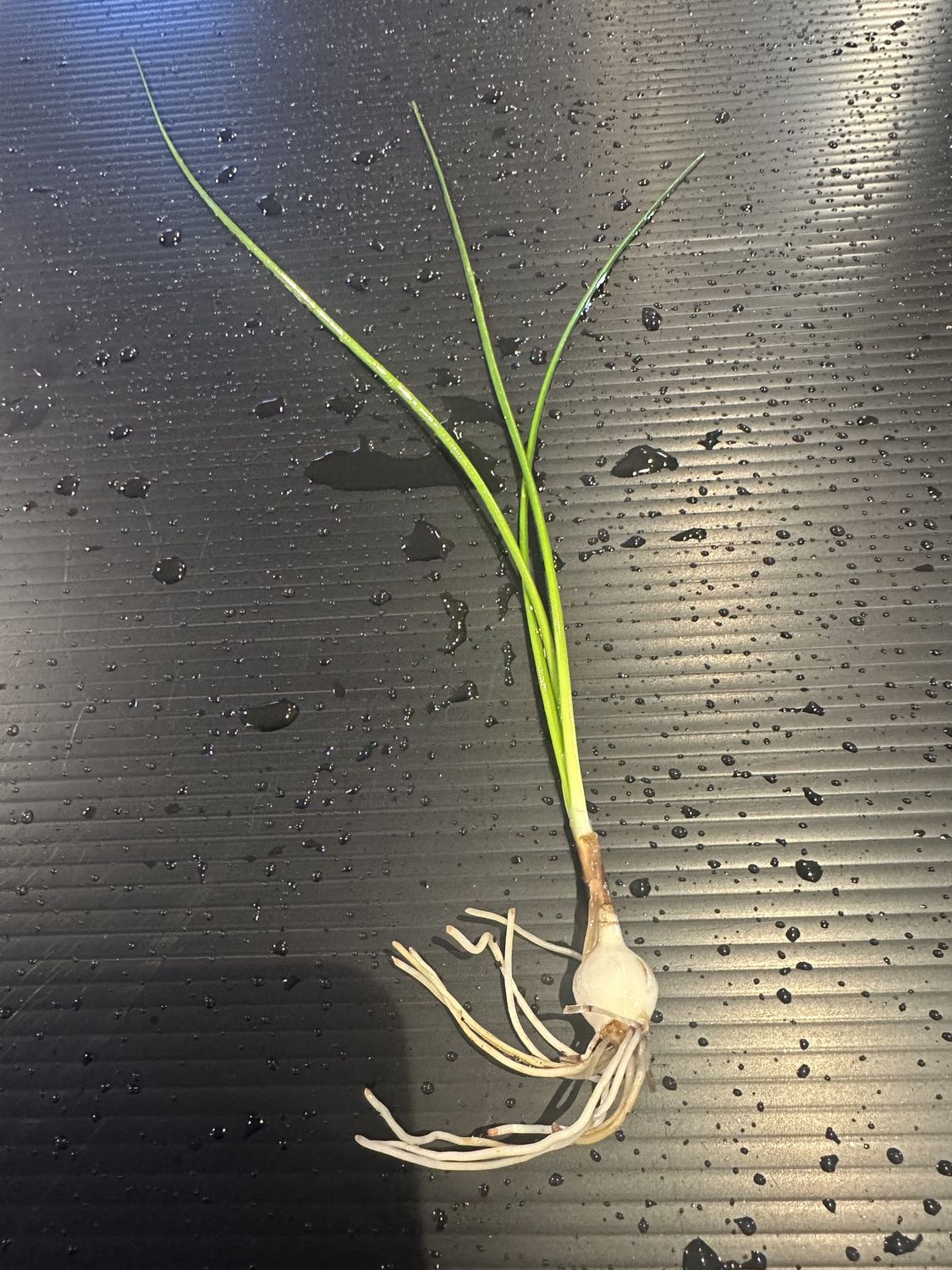 Dwarf Onion plant (Zephyranthes candida)