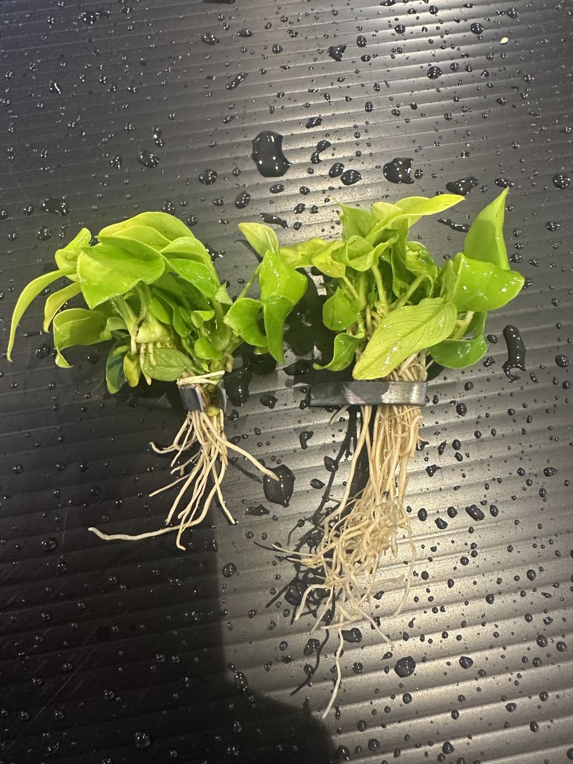 Anubias barteri var nana (golden)