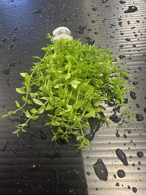 Gratiola viscidula