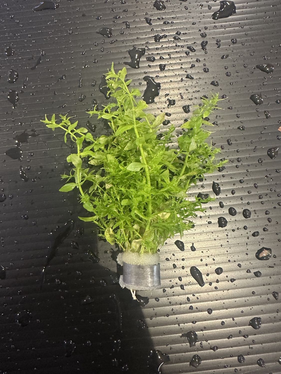 Gratiola viscidula