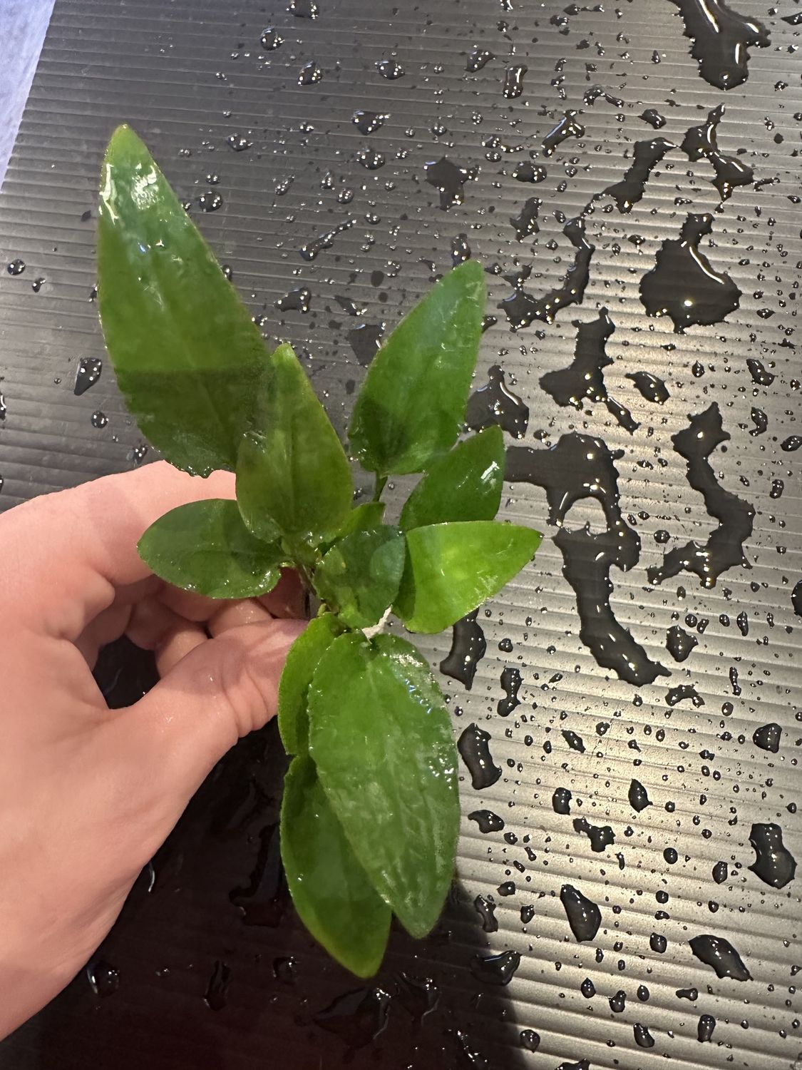 Cryptocoryne wallisii