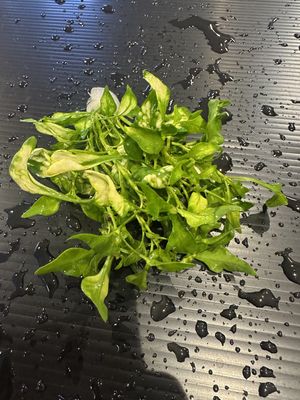 Alternanthera bettzickiana green