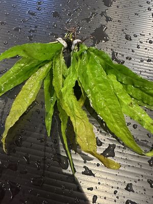 Microsorum pteropus Java (L)