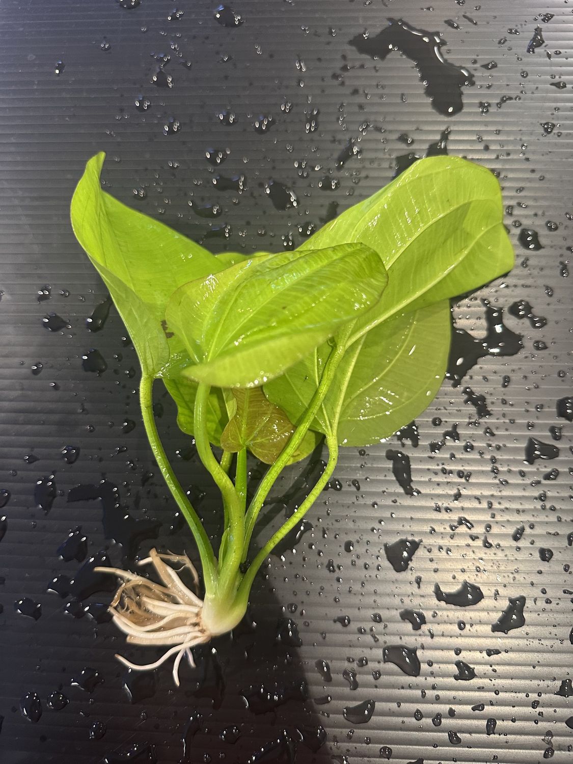 Echinodorus yellow sun
