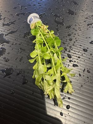 Rotala indica green