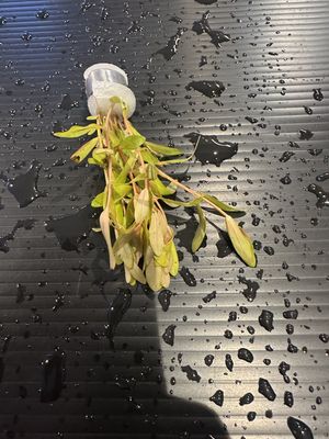 Nesaea pedicellata golden