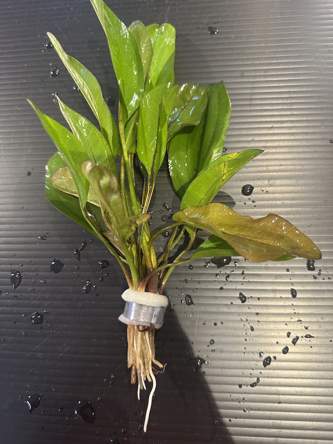 Echinodorus horizontalis variegated