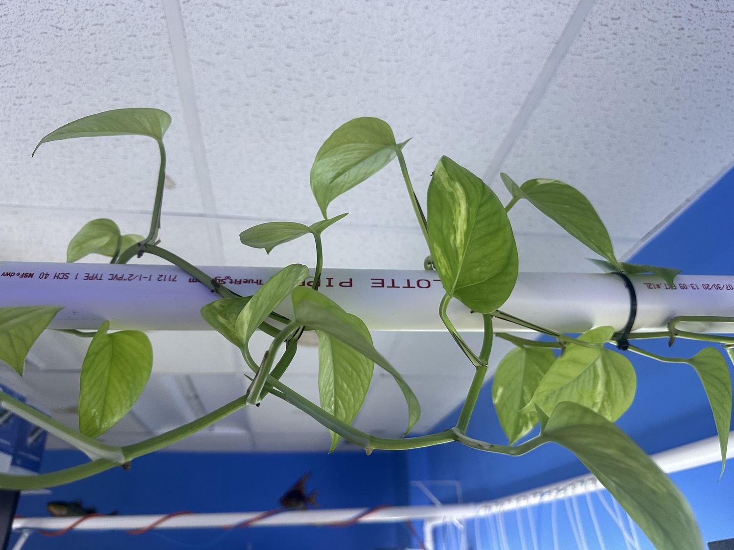 Plant POTHOS clipping