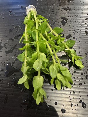 Bacopa caroliniana (amplexicaulis)