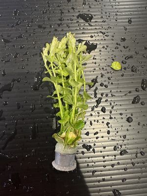 Rotala indica green