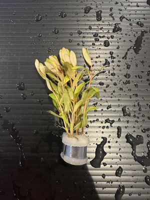 Nesaea pedicellata golden