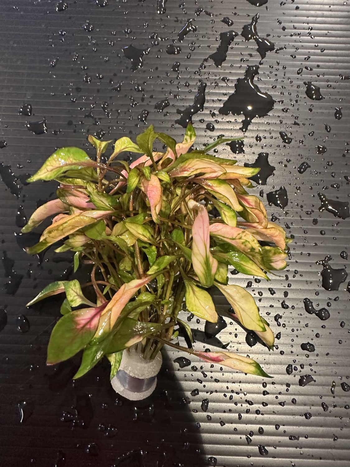 Alternanthera amabilis tricolor