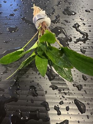 Cryptocoryne wallisii