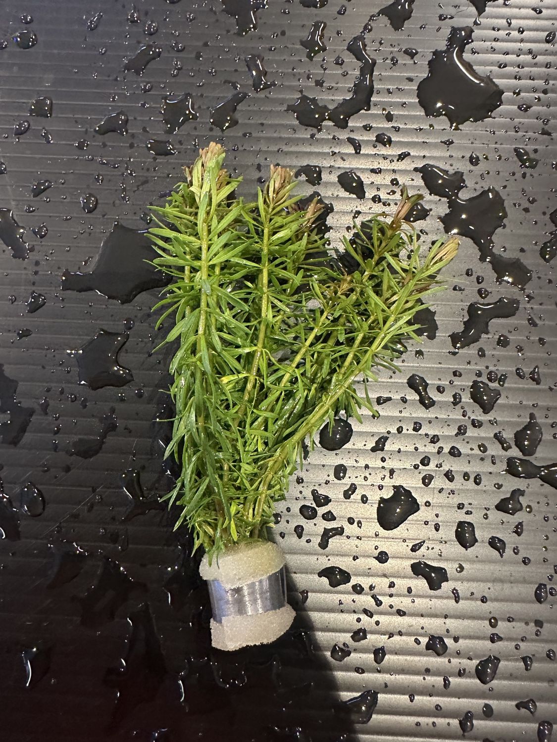 Rotala bossii
