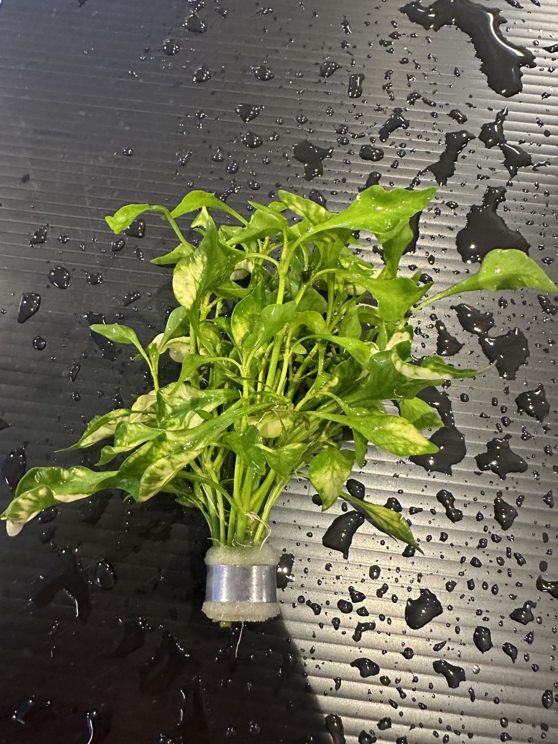 Alternanthera bettzickiana green