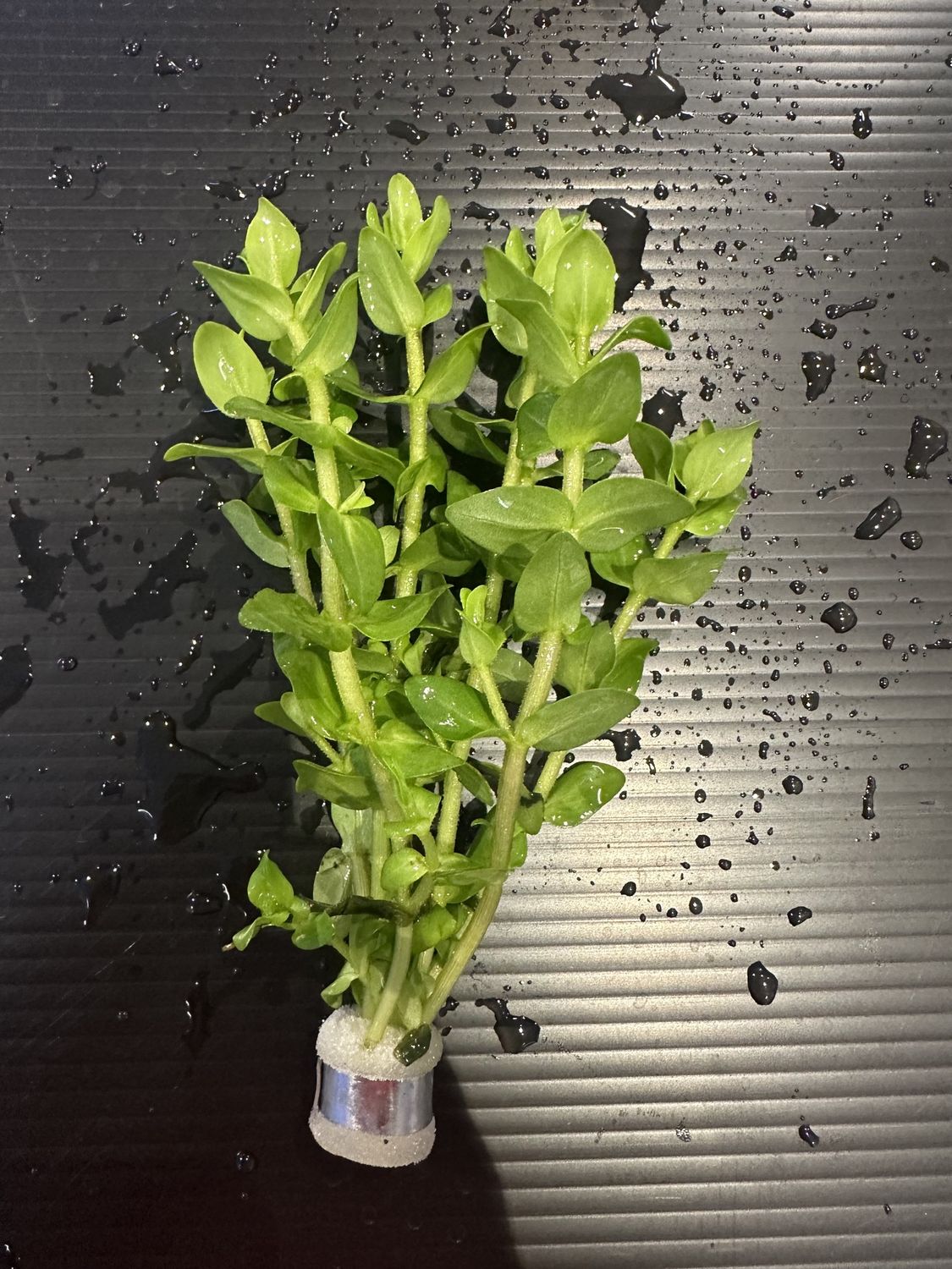 Bacopa caroliniana (amplexicaulis)