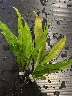 Microsorum pteropus Java (L)