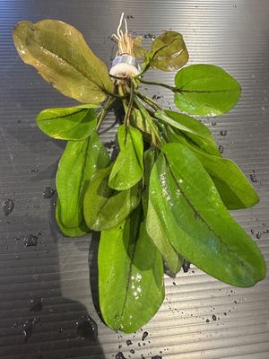Echinodorus horizontalis variegated