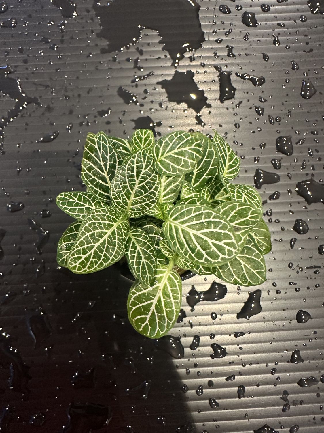 Fittonia albivenis