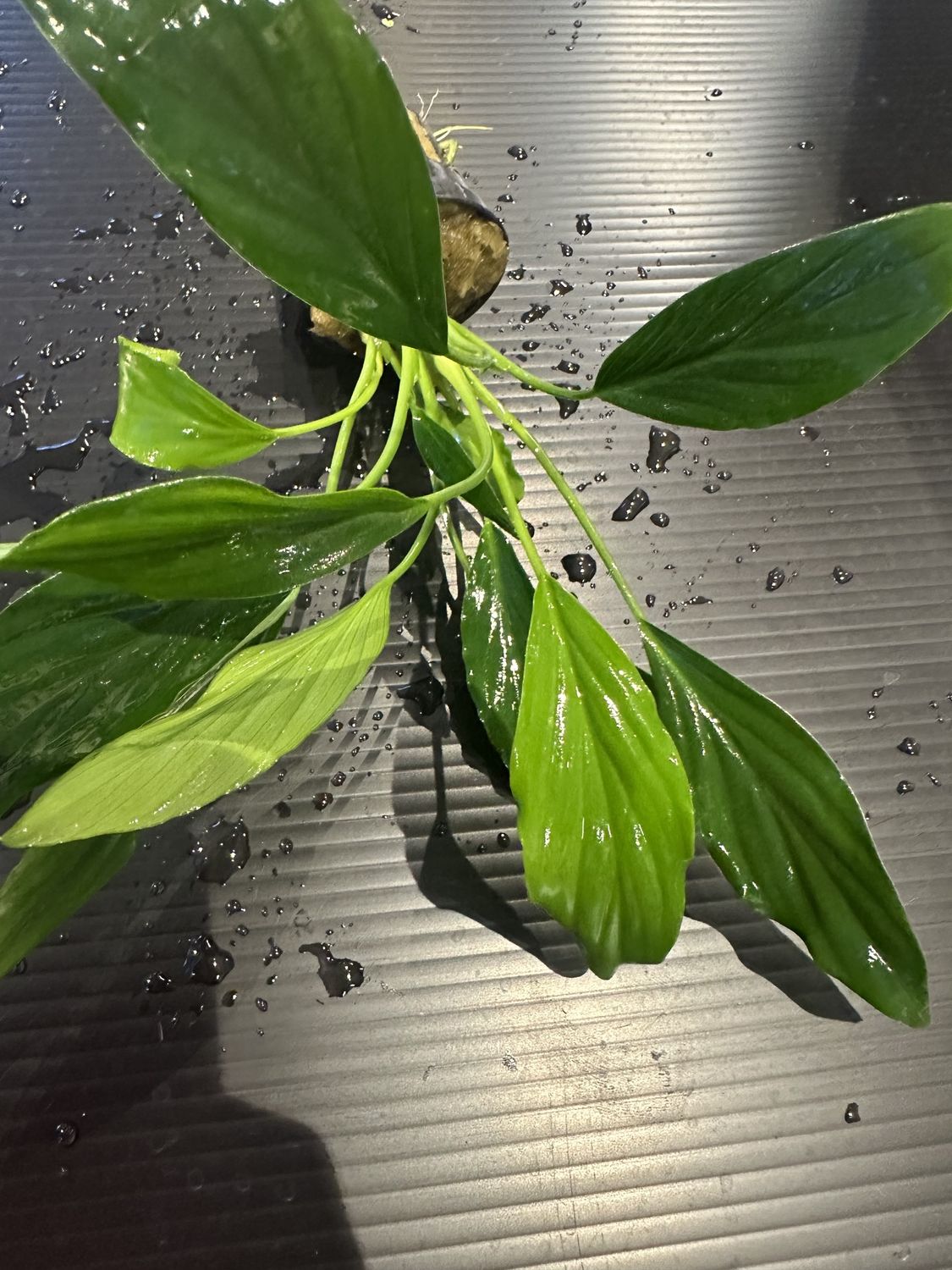 Homalomena sp. | Aquasabi - Aquascaping Shop