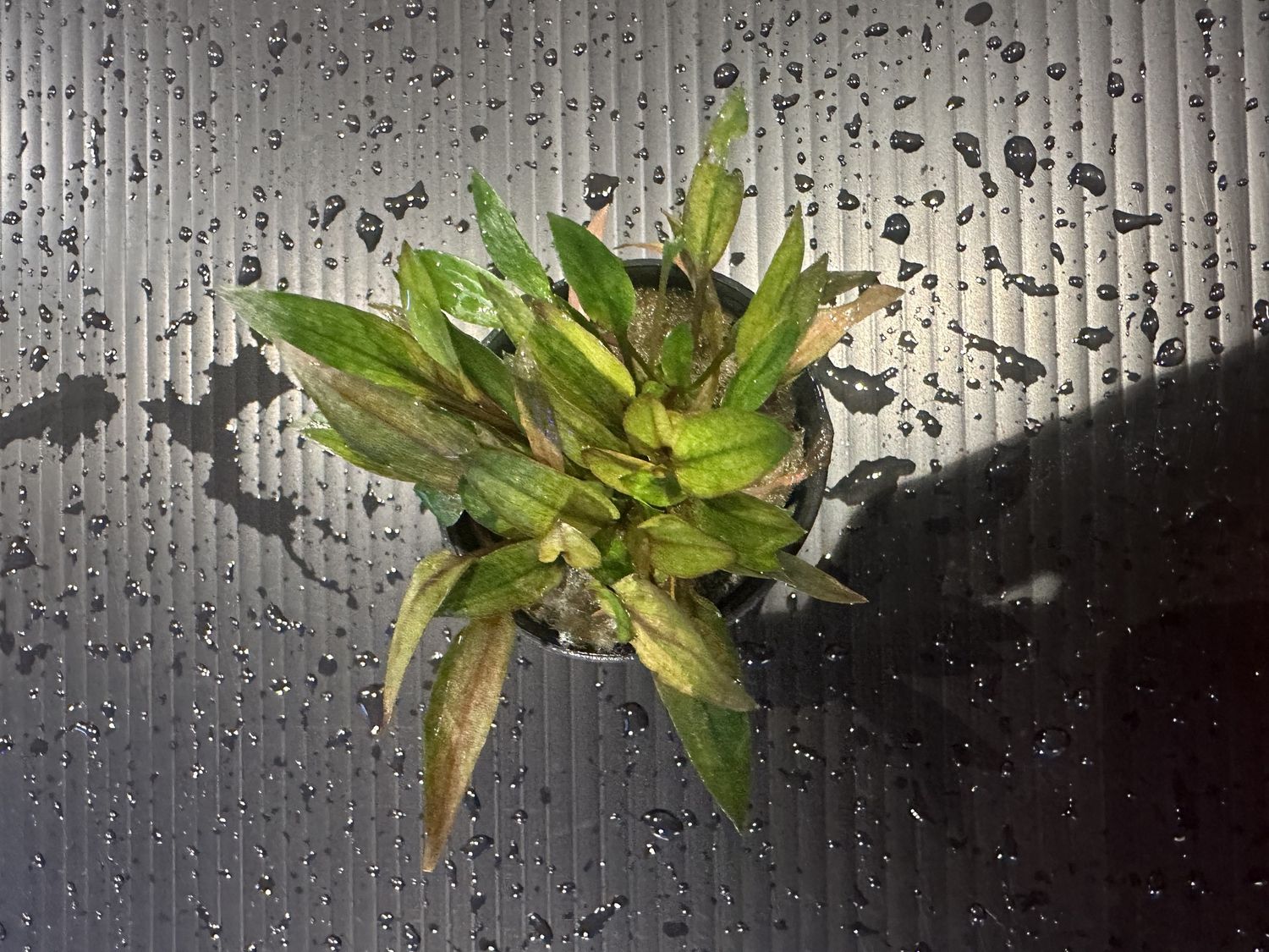 Cryptocoryne florida sunset
