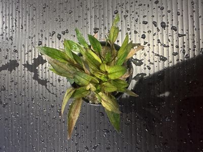Cryptocoryne florida sunset