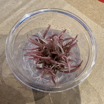 Crypt wendtii Pink flamingo TC