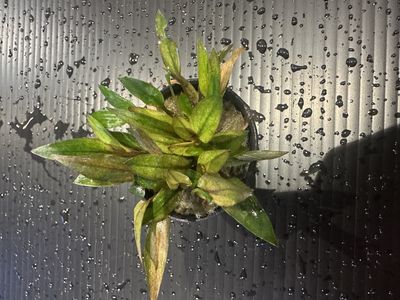Cryptocoryne florida sunset