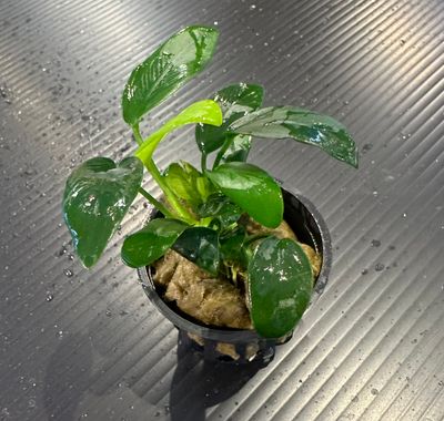 Top 12 Easiest Plants to Grow!