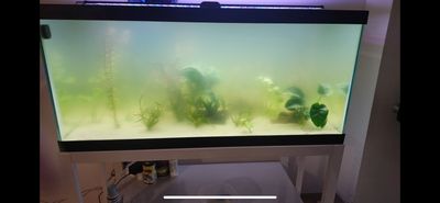 Green Water Algae