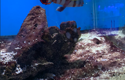 Slime Algae