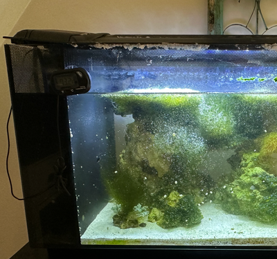 Hair Algae/Black Beard Algae