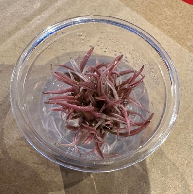 Tissue Culture Plants