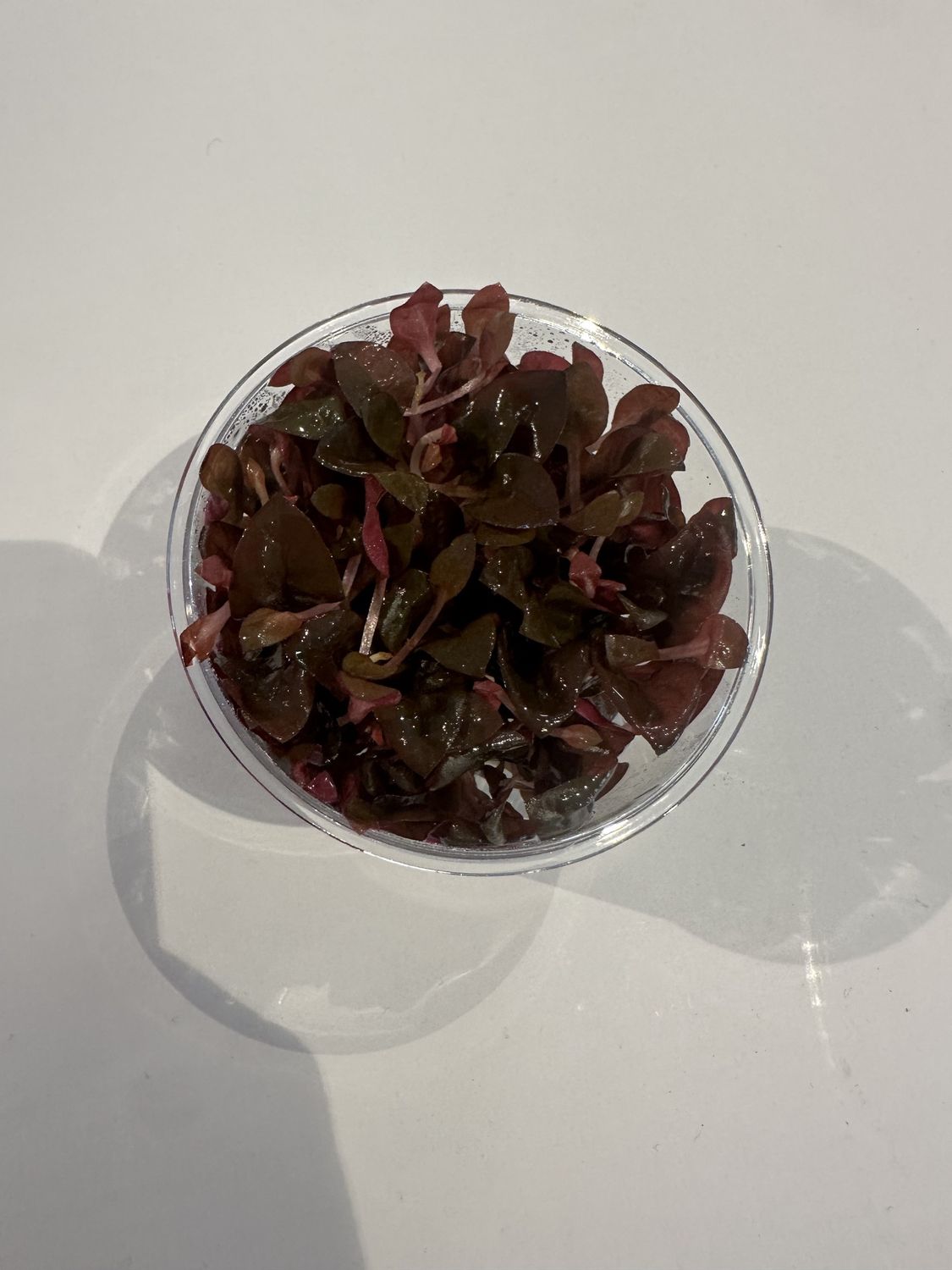 Alternanthera reineckii rosaefolia T/C CUP