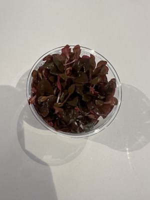 Alternanthera reineckii rosaefolia T/C CUP