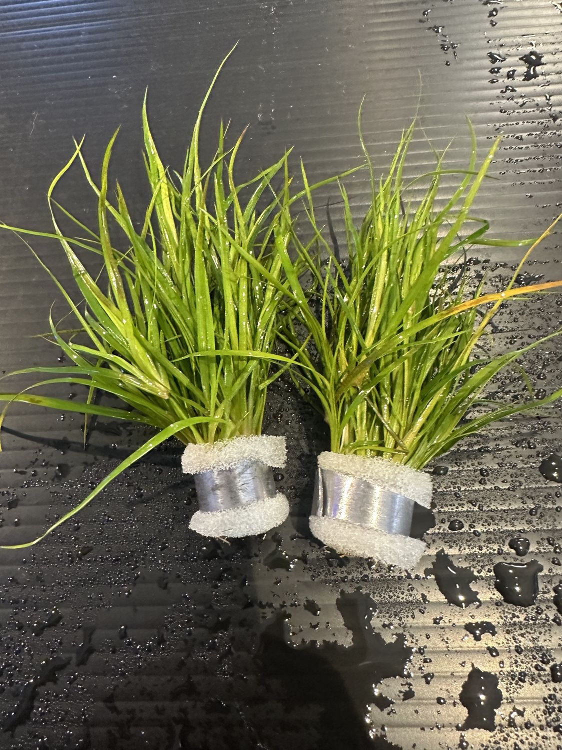 Juncus repens
