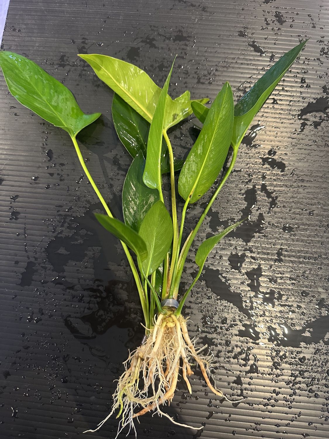 Anubias hastifolia