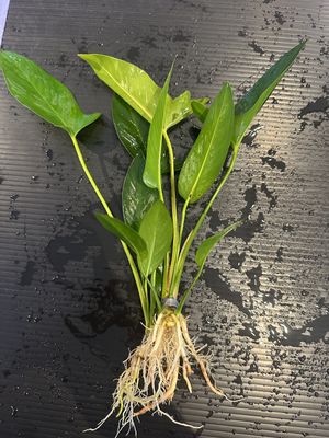 Anubias hastifolia