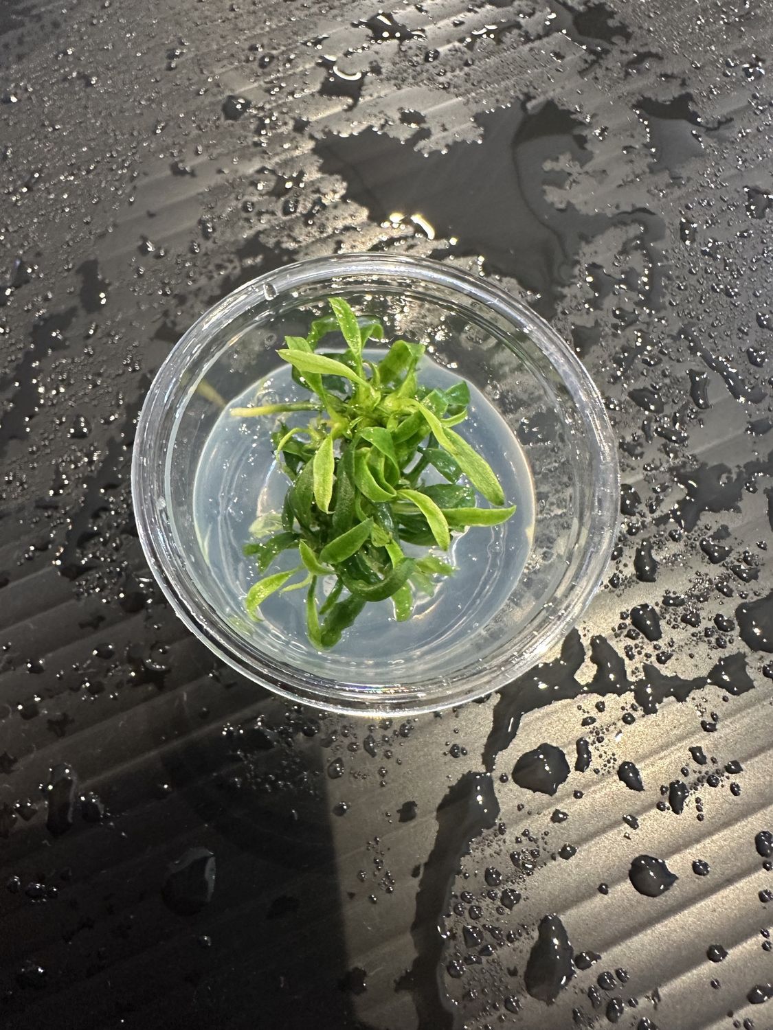 Anubias Dragon Claw T/C Cup